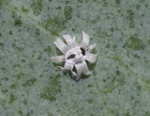 Trialeurodes corollis · iNaturalist