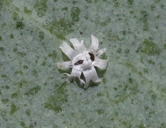 Trialeurodes corollis