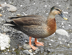 Anas platyrhynchos × zonorhyncha