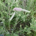 photo of Silky Prairie Clover (Dalea villosa)
