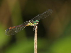 Phaenandrogomphus asthenes