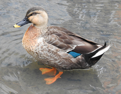 Anas platyrhynchos × zonorhyncha