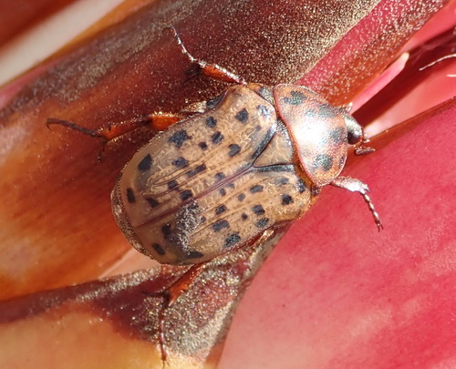 Tiger Fruit Chafer photo 3