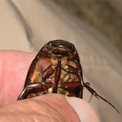 Hydrophilus insularis