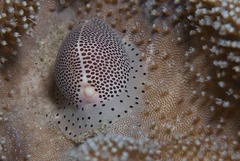 ボタンウミウサギ