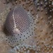 ボタンウミウサギ
