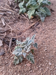 Sphaeralcea ambigua