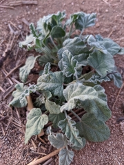 Sphaeralcea ambigua