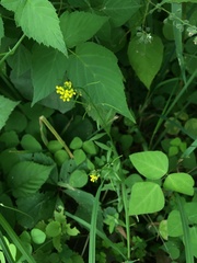 Erysimum inconspicuum