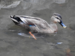 Anas platyrhynchos × zonorhyncha