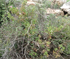 Pelargonium panduriforme