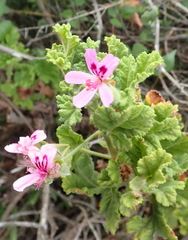 Pelargonium panduriforme