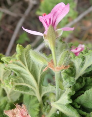 Pelargonium panduriforme