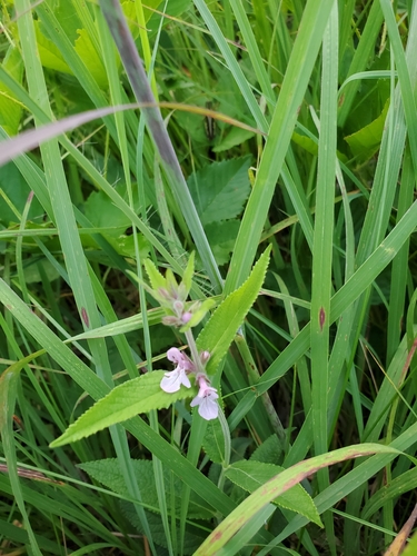 photo of Marsh Woundwort (Stachys palustris)