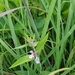 photo of Marsh Woundwort (Stachys palustris)