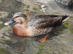 Anas platyrhynchos × zonorhyncha