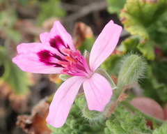 Pelargonium panduriforme