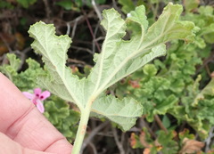 Pelargonium panduriforme