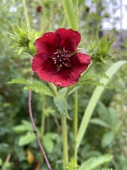 Potentilla thurberi
