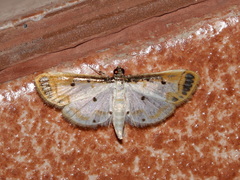Leucinodella leucostola