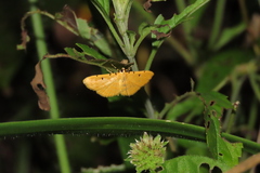 Phaedropsis
