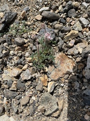 Trifolium andersonii