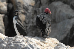 Leucocarbo bougainvillii
