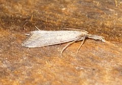 Donacaula longirostrallus