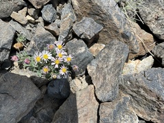 Erigeron vagus