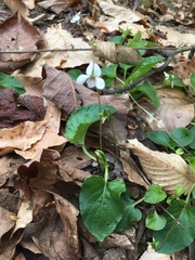 Viola primulifolia
