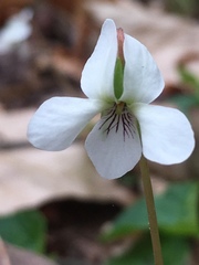 Viola primulifolia