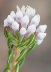 Phylica lachneaeoides