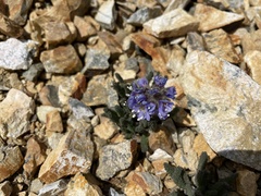 Polemonium chartaceum