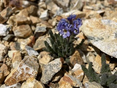 Polemonium chartaceum