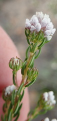 Phylica lachneaeoides