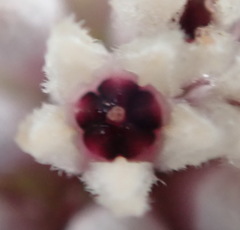 Phylica lachneaeoides