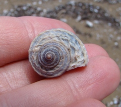 Amphibola crenata