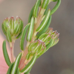 Phylica lachneaeoides