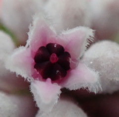 Phylica lachneaeoides