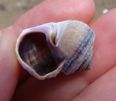 Amphibola crenata