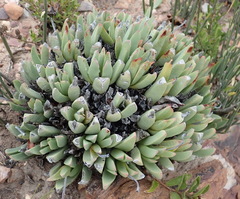 Machairophyllum albidum