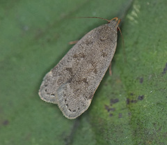 Anacampsis rhoifructella