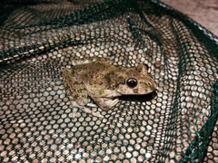 Pelodytes punctatus