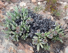 Machairophyllum albidum