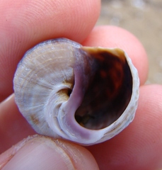 Amphibola crenata