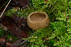 Peziza echinospora