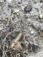 Rhysodesmus texicolens