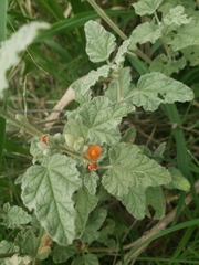 Sphaeralcea coulteri