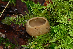 Peziza echinospora