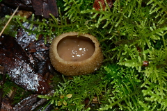 Peziza echinospora